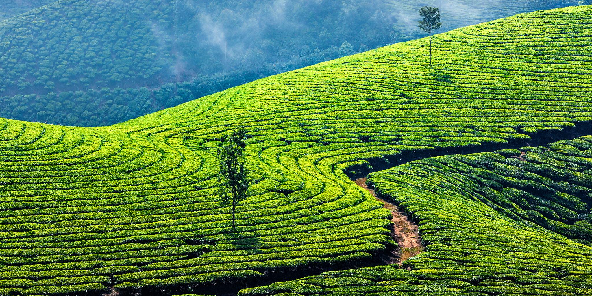 Munnar Green Paradise