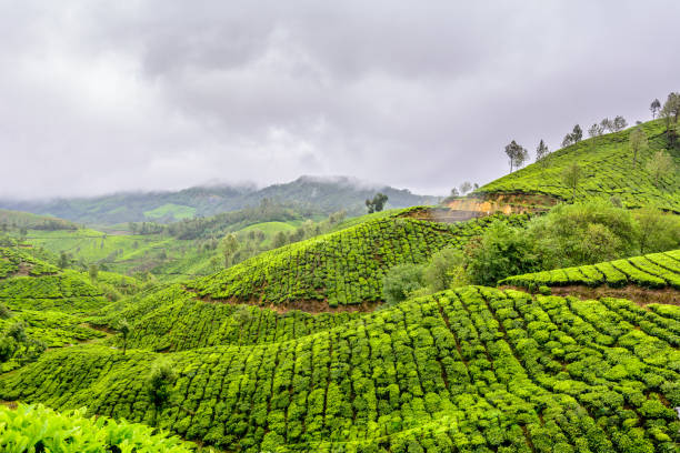 Wayanad Adventure Escape